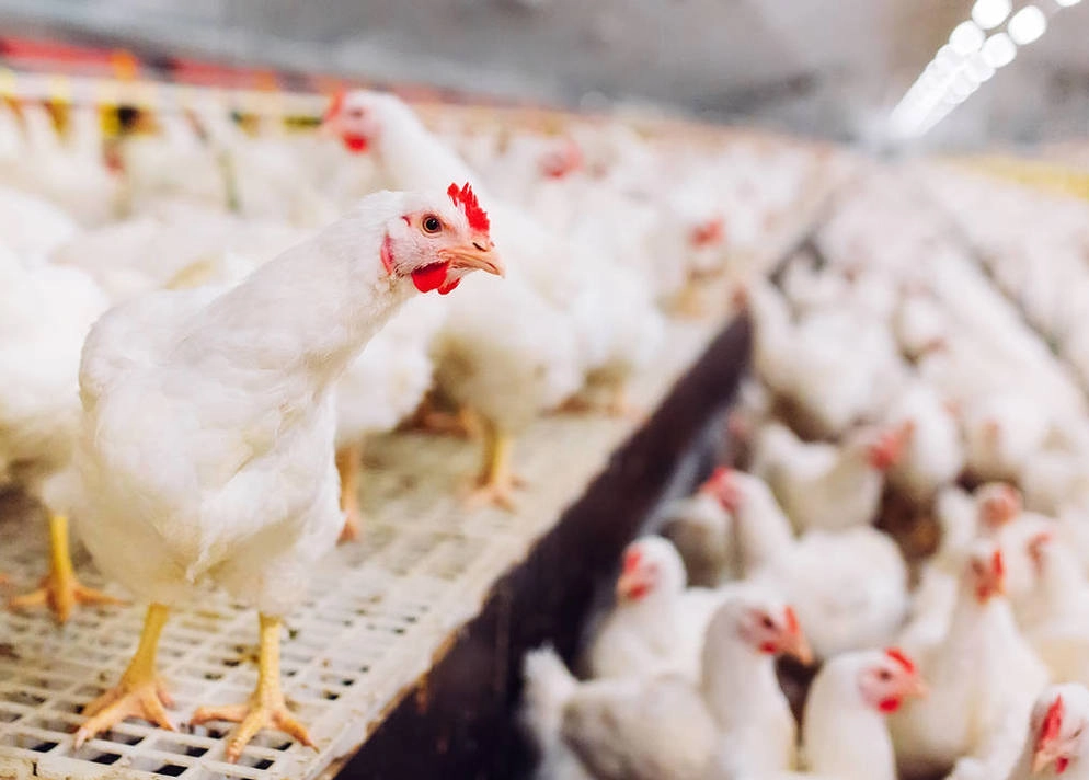 Methylamine Industry Series